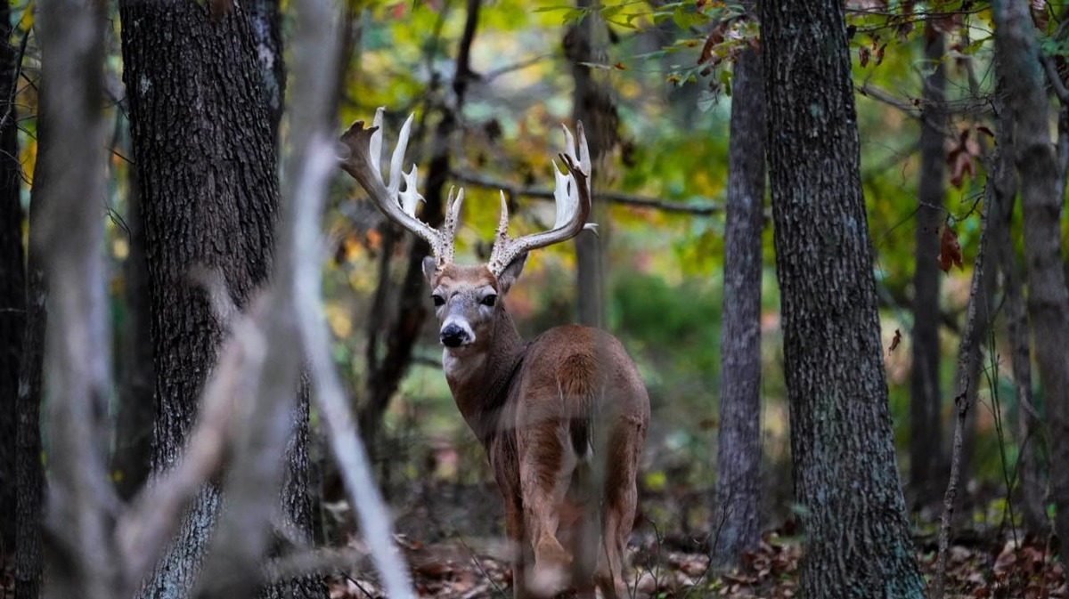 01 kentucky trophy deer llc