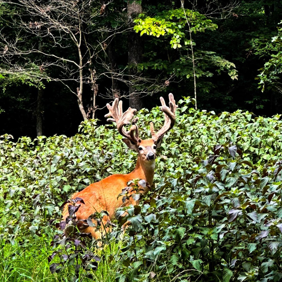 03 kentucky trophy deer llc