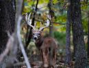 01 kentucky trophy deer llc