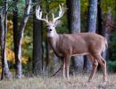 02 kentucky trophy deer llc