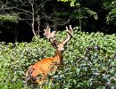 03 kentucky trophy deer llc