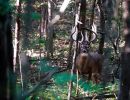 04 kentucky trophy deer llc